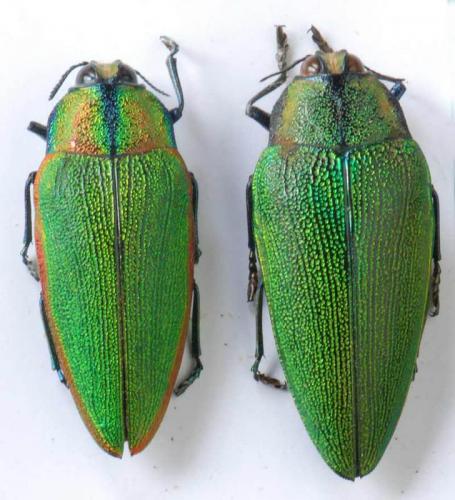 Réf. 194 948 : Steraspis sp.