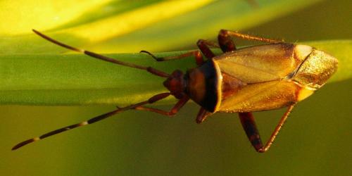 Réf. 194 195 : Adelphocoris vandalicus