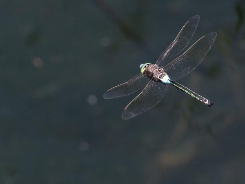 Anax parthenope