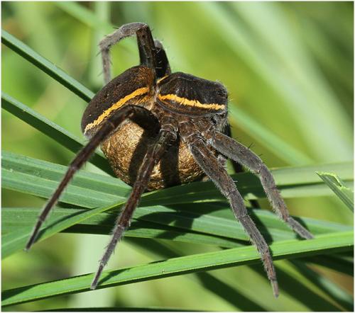 Dolomedes sp.
