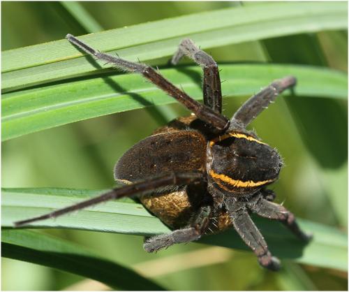 Dolomedes sp.