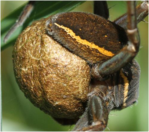 Dolomedes sp.