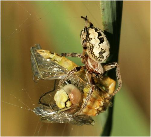 Larinioides cornutus