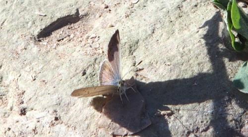 Zizeeria knysna