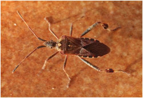 Réf. 194 899 : Leptoglossus occidentalis