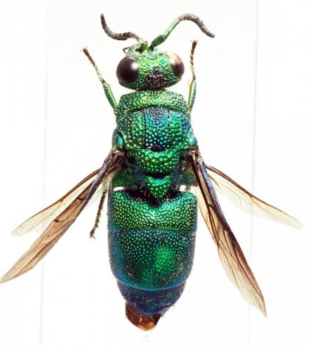 Réf. 194 012 : Stilbum sp.