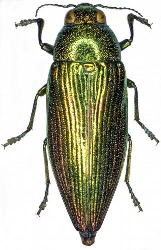 Réf. 194 991 : Eurythyrea micans