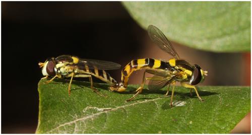 Réf. 194 730 : Sphaerophoria scripta