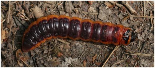 Réf. 194 953 : Cossus cossus