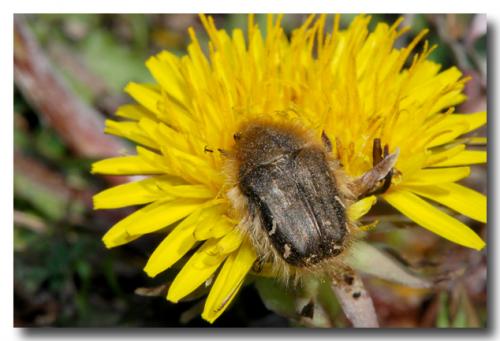 Tropinota hirta