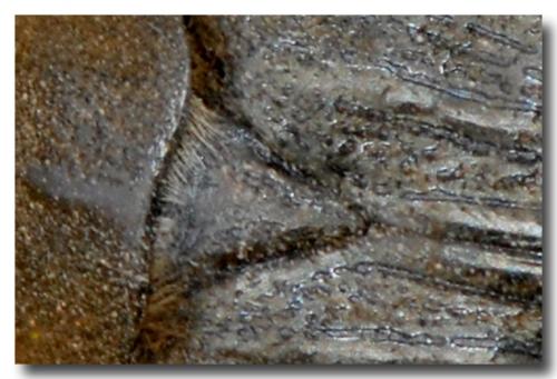 Réf. 194 796 : Tropinota hirta