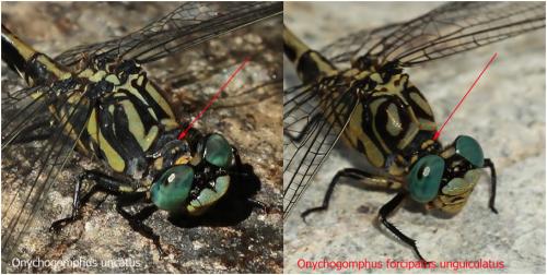 Onychogomphus divers