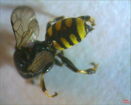 Crossocerus quadrimaculatus