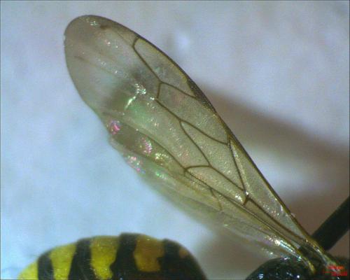 Crossocerus quadrimaculatus