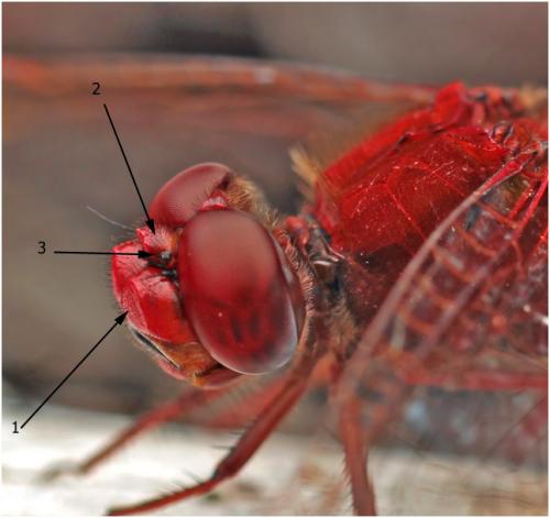 Réf. 194 910 : Crocothemis erythraea