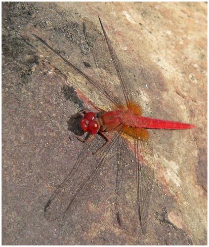 Crocothemis sanguinolenta