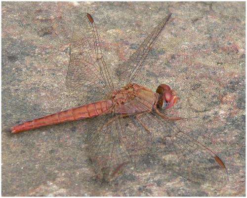 Crocothemis sanguinolenta