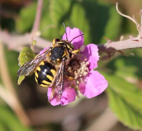 Réf. 194 023 : Anthidium florentinum