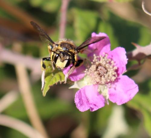 Anthidium florentinum