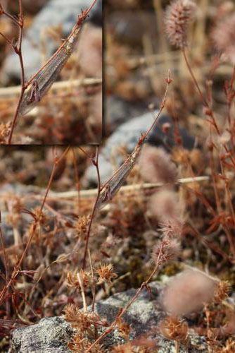 Réf. 194 138 : Macronemurus appendiculatus