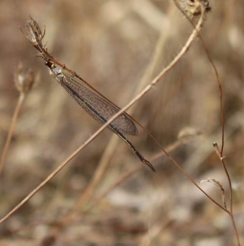 Réf. 194 139 : Macronemurus appendiculatus