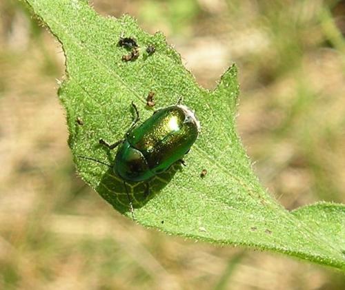 Cryptocephalus sp.