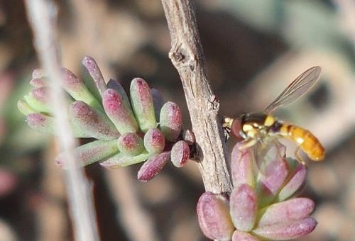 Sphaerophoria rueppelli