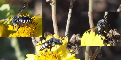 Réf. 194 689 : Thyreus sp.