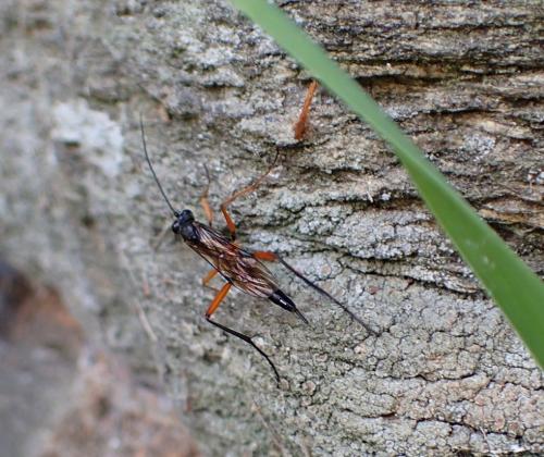 Exetastes calobatus