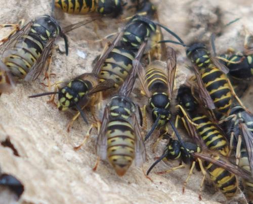 Réf. 194 628 : Vespula vulgaris