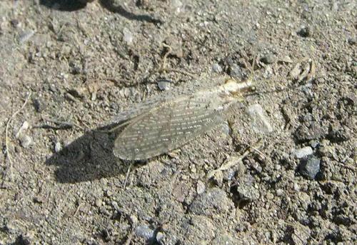 Réf. 194 921 : Hemerobius lutescens