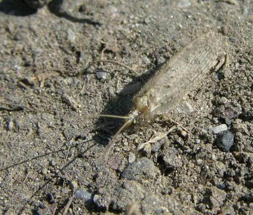 Hemerobius lutescens