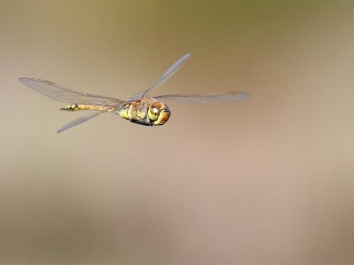 Réf. 194 421 : Anax ephippiger