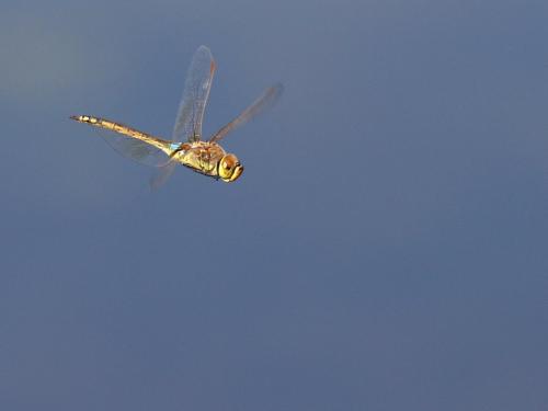 Réf. 194 420 : Anax ephippiger
