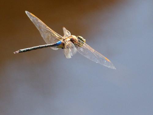 Réf. 194 565 : Anax ephippiger