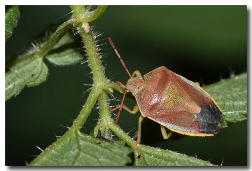 Réf. 194 386 : Piezodorus lituratus