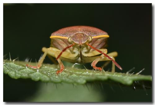 Piezodorus lituratus