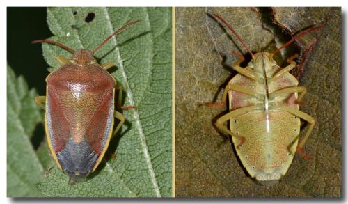 Réf. 194 388 : Piezodorus lituratus