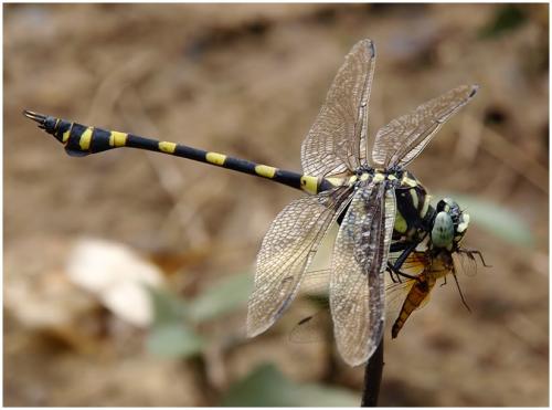 Réf. 194 968 : Ictinogomphus decoratus