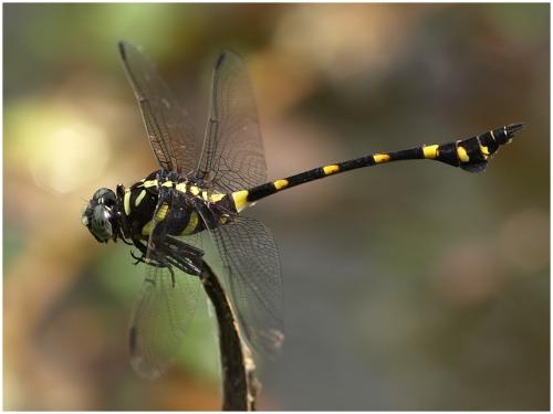 Réf. 194 969 : Ictinogomphus decoratus