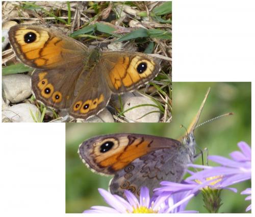 Lasiommata maera