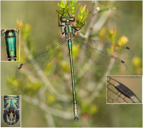 Réf. 194 982 : Lestes dryas
