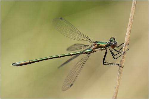 Lestes dryas