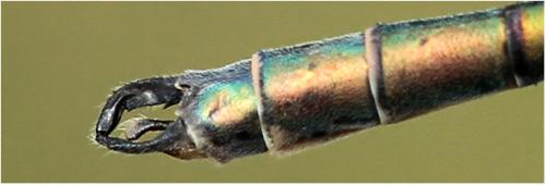 Lestes dryas