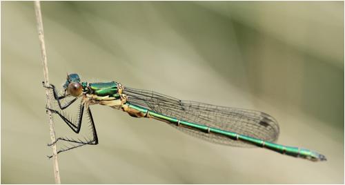 Lestes dryas