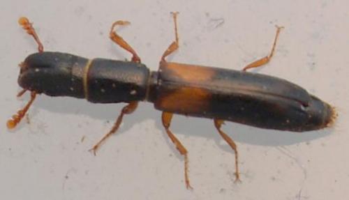 Nemozoma elongatum