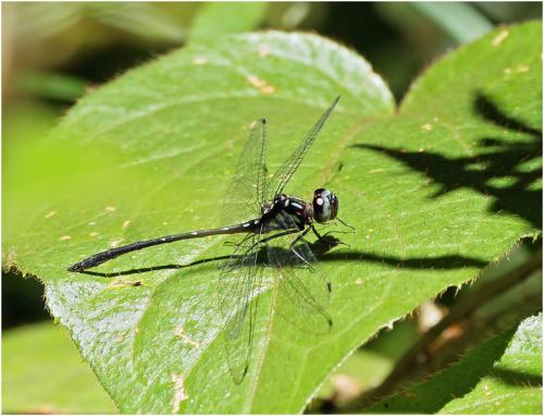 Réf. 194 971 : Macrothemis marmorata