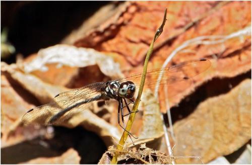 Réf. 194 972 : Macrothemis marmorata