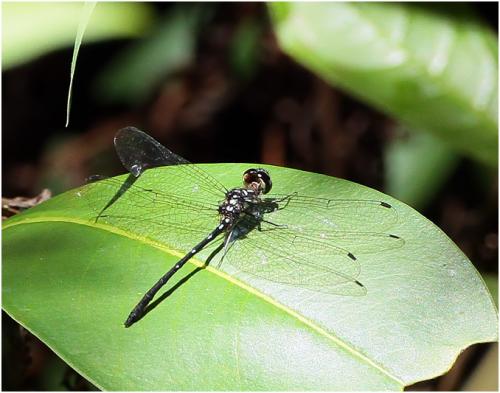 Réf. 194 973 : Macrothemis marmorata