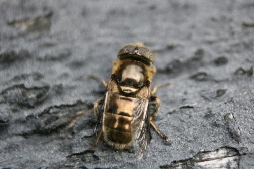 Réf. 194 694 : Eristalinus aeneus